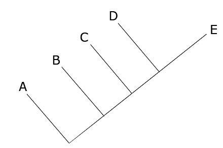 This phylogenetic tree does not have a root. From the main line, A branches off first, followed by B, C, and D. E forms the end of the main line.