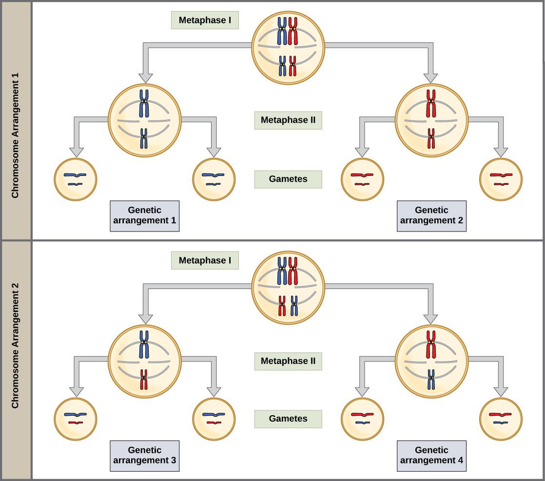 This illustration shows that, in a cell with a set of two chromosomes, four possible arrangements of chromosomes can give rise to eight different kinds of gamete. These are the eight possible arrangements of chromosomes that can occur during meiosis of two chromosomes.