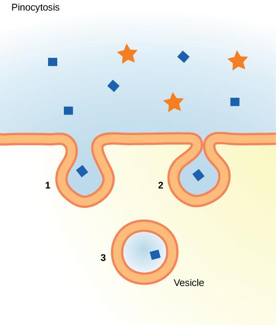 This illustration shows a plasma membrane forming a pocket around fluid in the extracellular fluid. The membrane subsequently engulfs the fluid, which becomes trapped in a vacuole.