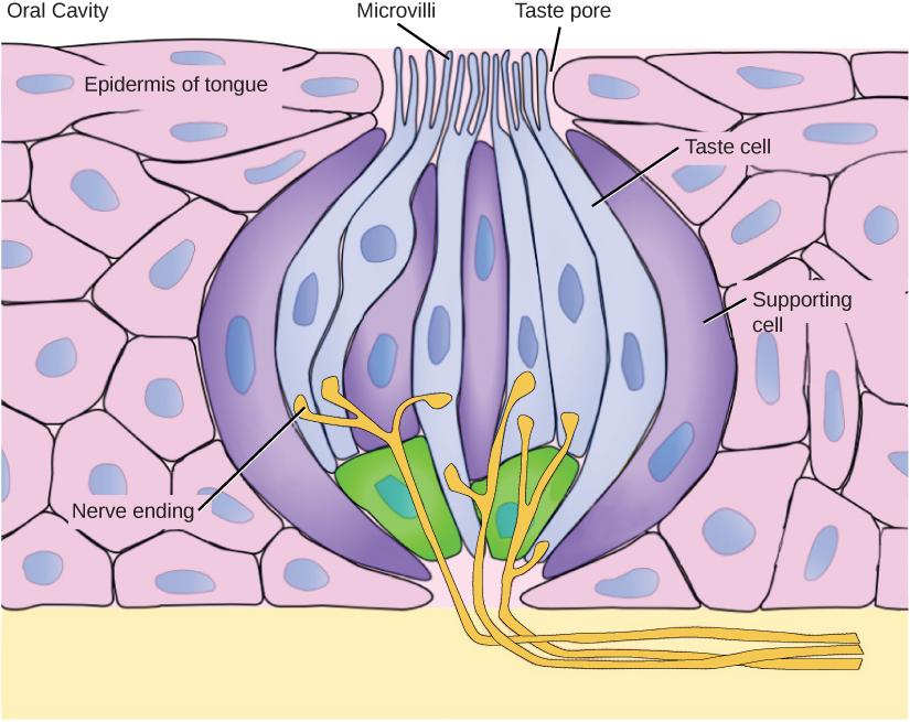 A taste bud is shaped like a garlic bulb, and is embedded in the epidermis of the tongue. Together, the two types of cells that make up the taste bud, taste cells and supporting cells, resemble cloves. Hair-like microvilli extend from the tips of the taste cells, into a taste pore on the surface of the tongue. Nerve endings extend into the bottom of the taste bud from the dermis.