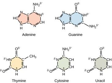 Five molecules are shown. The first one is labeled Adenine and begins with a H C double lines N single line C single line C single line N H 2 double lines N single line C H double line N single line C single line N H asterisk single line beginning H C. The second molecule is labeled Guanine and begins with H C double line N single line N single line C double line O single line N H single line C single line N H 2 double line N single line C single line N H single line H C. The third molecule is labeled Thy
