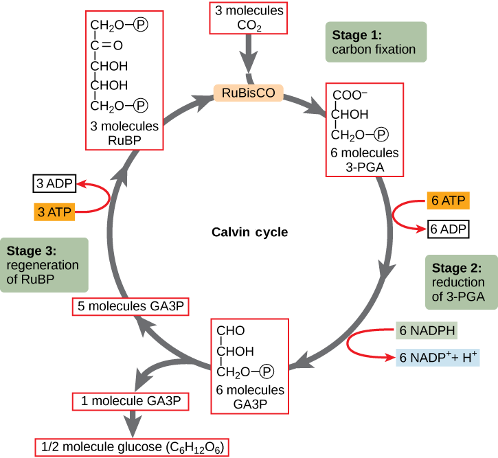 A diagram of the Calvin cycle is shown with its three stages: carbon fixation, 3-PGA reduction, and regeneration of RuBP. In stage 1, the enzyme RuBisCO adds a carbon dioxide to the five-carbon molecule RuBP, producing two three-carbon 3-PGA molecules. In stage 2, two NADPH and two ATP are used to reduce 3-PGA to GA3P. In stage 3 RuBP is regenerated from GA3P. One ATP is used in the process. Three complete cycles produces one new GA3P, which is shunted out of the cycle and made into glucose (C6H12O6).