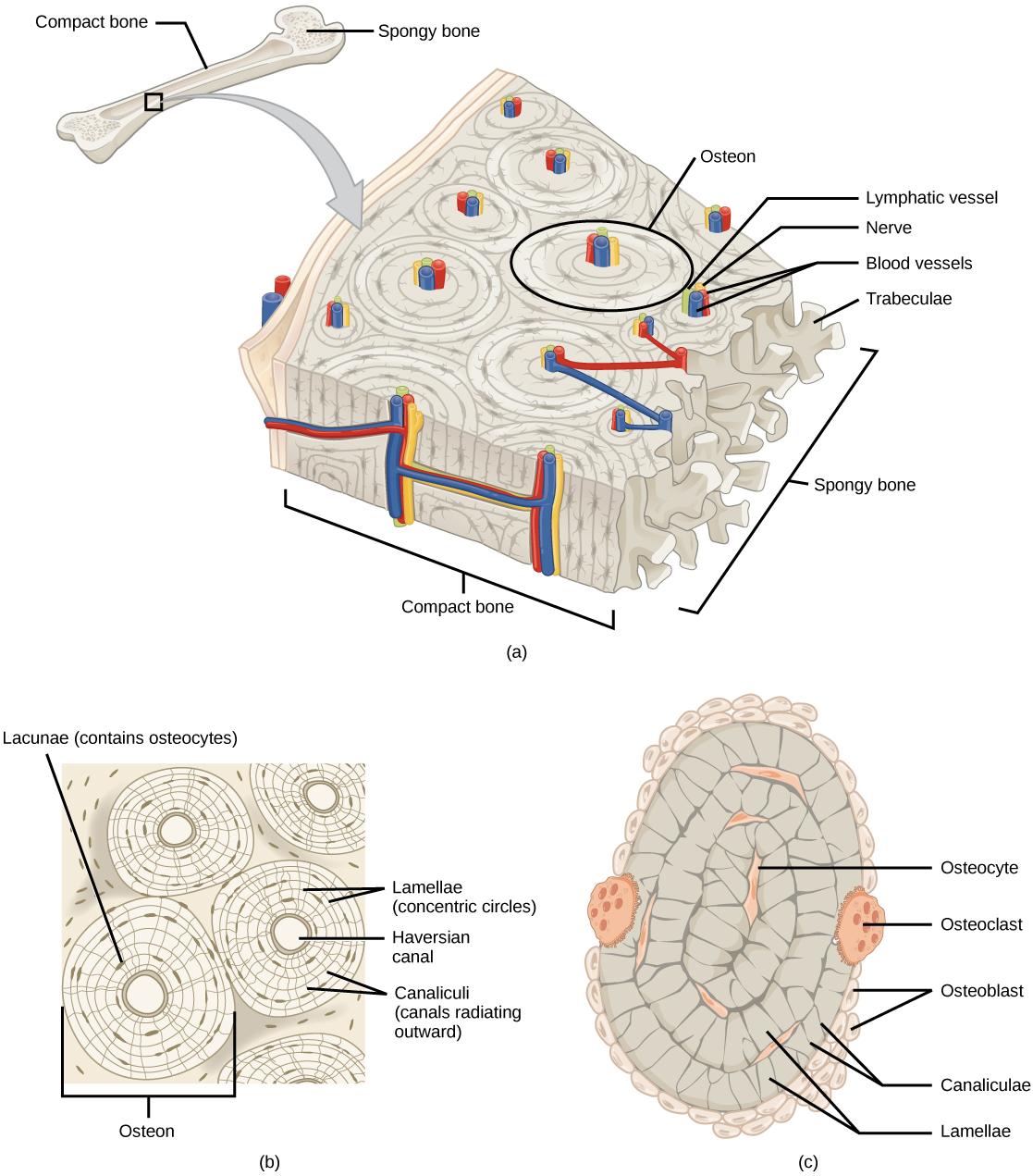 Illustration A shows a cross section of a long bone with wide protrusions at either end. The outer part is compact bone. Inside the compact bone is porous spongy bone made of web-like trabreculae. The spongy bone fills the wide part at either end of the bone. In the middle, a hollow exists inside the spongy bone. Illustration B shows several circular osteons clustered together in compact bone. At the hub of each osteon is an opening called the Haversian canal filled with blood and lymph vessels and nerves