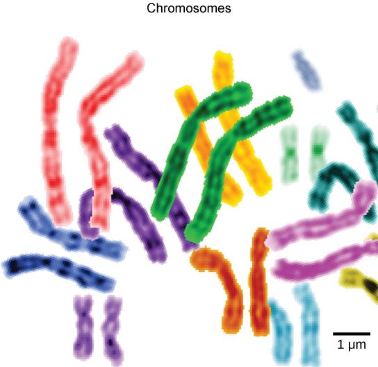Image B is labelled Chromosomes. It shows different colors of tube-like structures bent in different ways. The tubes of the same color and shape are paired together.