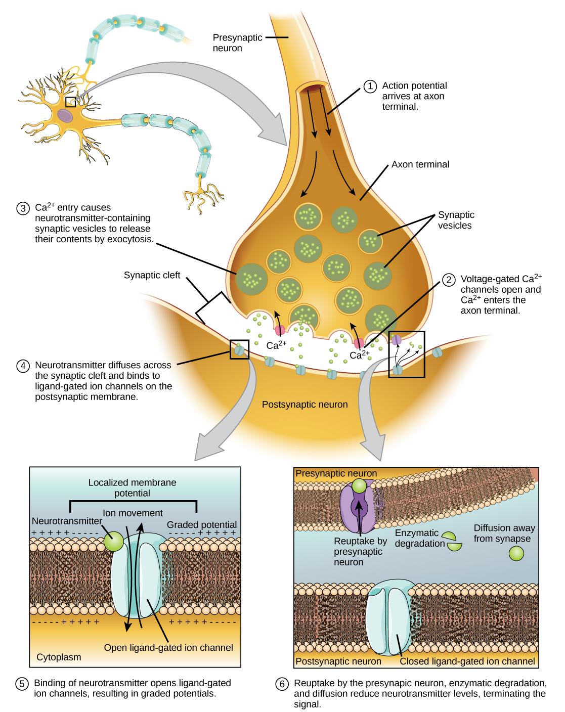 Illustration shows a narrow axon of a presynaptic cell widening into a bulb-like axon terminal. A narrow synaptic cleft separates the axon terminal of the presynaptic cell from the postsynaptic cell. In step 1, an action potential arrives at the axon terminal. In step 2, the action potential causes voltage-gated calcium channels in the axon terminal open, allowing calcium to enter. In step 3, calcium influx causes neurotransmitter-containing synaptic vesicles to fuse with the plasma membrane. Contents of 