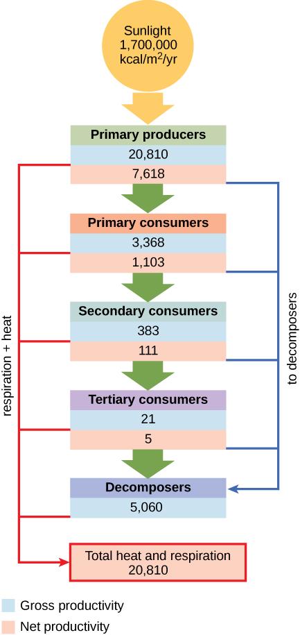 Flow chart shows that the ecosystem absorbs 1,700,00 calories per meter squared per year of sunlight. Primary producers have a gross productivity of 20,810 calories per meter squared per year. 13,187 calories per meter squared per year is lost to respiration and heat, so the net productivity of primary producers is 7,618 calories per meter squared per year. 4,250 calories per meter squared per year is passed on to decomposers, and the remaining 3,368 calories per meter squared per year is passed on to pri