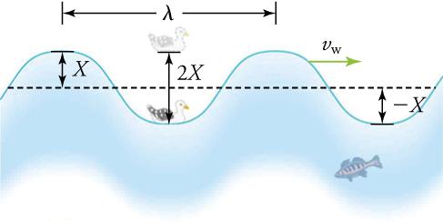 A seagull bobs up and down on a sinusoidal-shaped periodic ocean wave with a given wave velocity of νw. The wavelength λ is shown as the distance from one crest to the next crest. The amplitude X is shown as the distance between the resting position and the crest. The total distance traveled by the seagull in one cycle or period is shown as 2X.