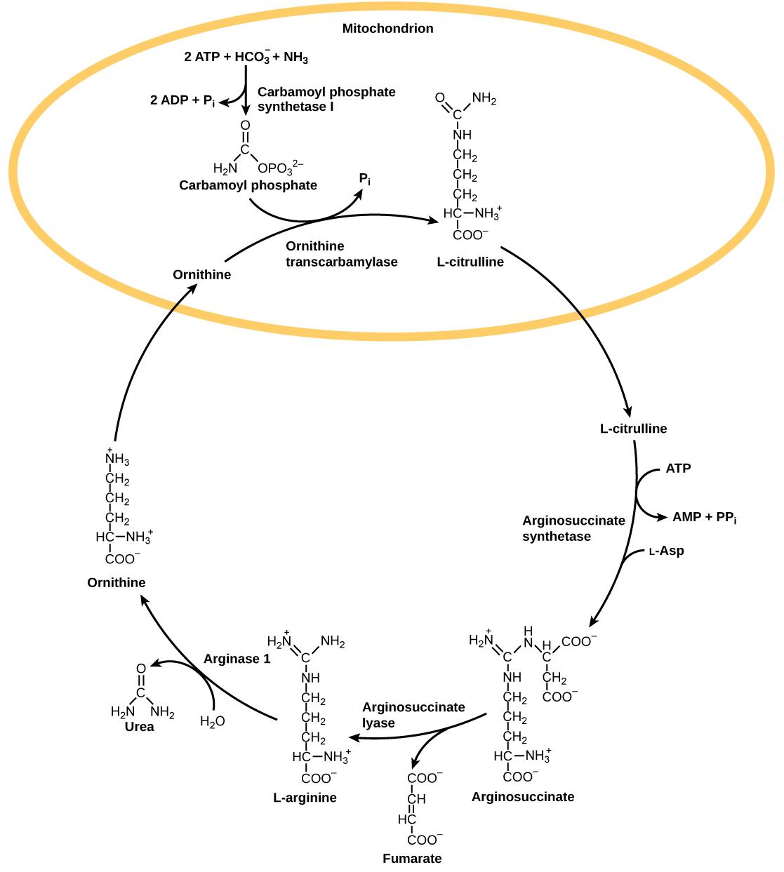 The urea cycle begins in the mitochondrion, where bicarbonate (HCO3) is combined with ammonia (NH3) to make carbamoyl phosphate. Two ATP are used in the process. Ornithine transcarbamylase adds the carbamoyl phosphate to a five-carbon amino acid called ornithine to make L-citrulline. L-citrulline leaves the mitochondrion, and an enzyme called arginosuccinate synthetase adds a four-carbon amino acid called L-aspartate to it to make arginosuccinate. In the process, one ATP is converted to AMP and PPi. Argin