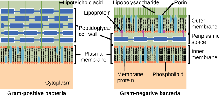 The left illustration shows the cell wall of Gram-positive bacteria. The cell wall is a thick layer of peptidoglycan that exists outside the plasma membrane. A long, thin molecule called lipoteichoic acid anchors the cell wall to the cell membrane. The right illustration shows Gram-negative bacteria. In Gram-negative bacteria, a thin peptidoglycan cell wall is sandwiched between an outer and an inner plasma membrane. The space between the two membranes is called the periplasmic space. Lipoproteins anchor 