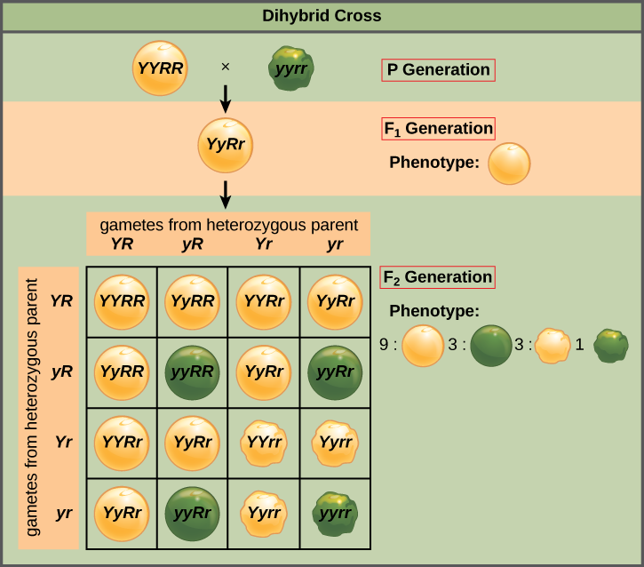 This illustration shows a dihybrid cross between pea plants. In the P generation, a plant that has the homozygous dominant phenotype of round, yellow peas is crossed with a plant with the homozygous recessive phenotype of wrinkled, green peas. The resulting F_{1} offspring have a heterozygous genotype and round, yellow peas. Self-pollination of the F_{1} generation results in F_{2} offspring with a phenotypic ratio of 9:3:3:1 for yellow round, green round, yellow wrinkled and green wrinkled peas, respecti