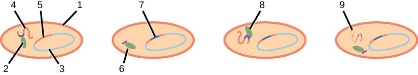 This image shows 4 light peach colored ovals. Inside of the first oval is a small green blob labeled 2, a orange squiggle labeled 4, a blue semi circle labeled 3, and finally closing the blue semi circle is an orange line labeled 5. The outside is outlined in orange and is labeled 1. The second oval has a green blob that is labeled 6 and a dark blue line in the orange part of the blue circle that is labeled 7. The third oval shows the green blob labeled 8. The final peach oval shows a peach squiggle with 