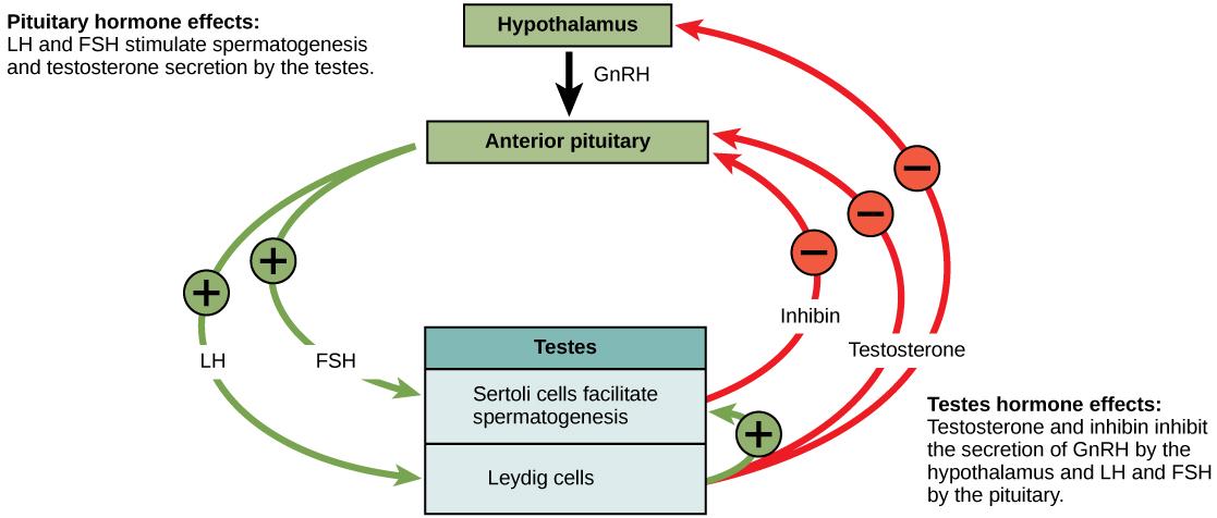 Hormonal control of the male reproductive system is mediated by the hypothalamus, anterior pituitary and testes. The hypothalamus releases GnRN, causing the anterior pituitary to release LH and FSH. FSH and LH both act on the testes. FSH stimulates the Sertoli cells in the testes to facilitate spermatogenesis and to secrete inhibin. LH causes the Leydig cells in the testes to secrete testosterone. Testosterone further stimulates spermatogenesis by the Sertoli cells, but inhibits GnRH, LH, and FSH producti