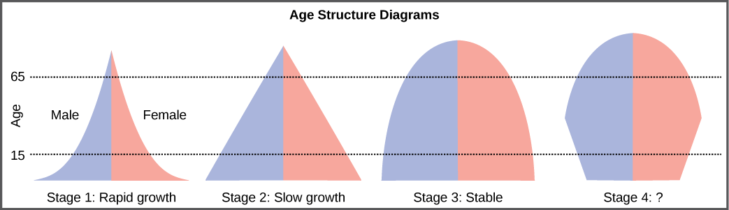 For the four different age structure diagrams shown, the base represents birth and the apex occurs around age 70. The age structure diagram for stage 1, rapid growth, is shaped like a deflated triangle that starts out wide at the base and rapidly decreases to a narrow apex, indicating that the number of individuals decreases rapidly with age. The age structure diagram for stage 2, slow growth, is triangular in shape, indicating that the number of individuals decreases steadily with age. The age structure 