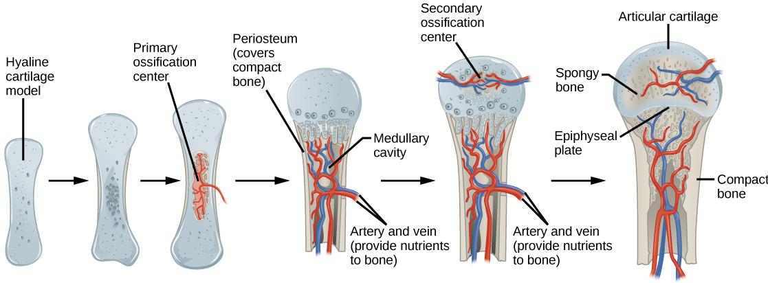 Illustration shows bone growth, which begins with a hyaline cartilage model that has the appearance of a small bone. A primary ossification center forms in the center of the narrow part of the bone, and a bone collar forms around the outside. The periosteum forms around the outside of the bone. Next, blood vessels begin to form in the bone and secondary ossification centers form in the epiphyses. The primary ossification center hollows out to form the medullary cavity, and an epiphyseal plate grows, separ