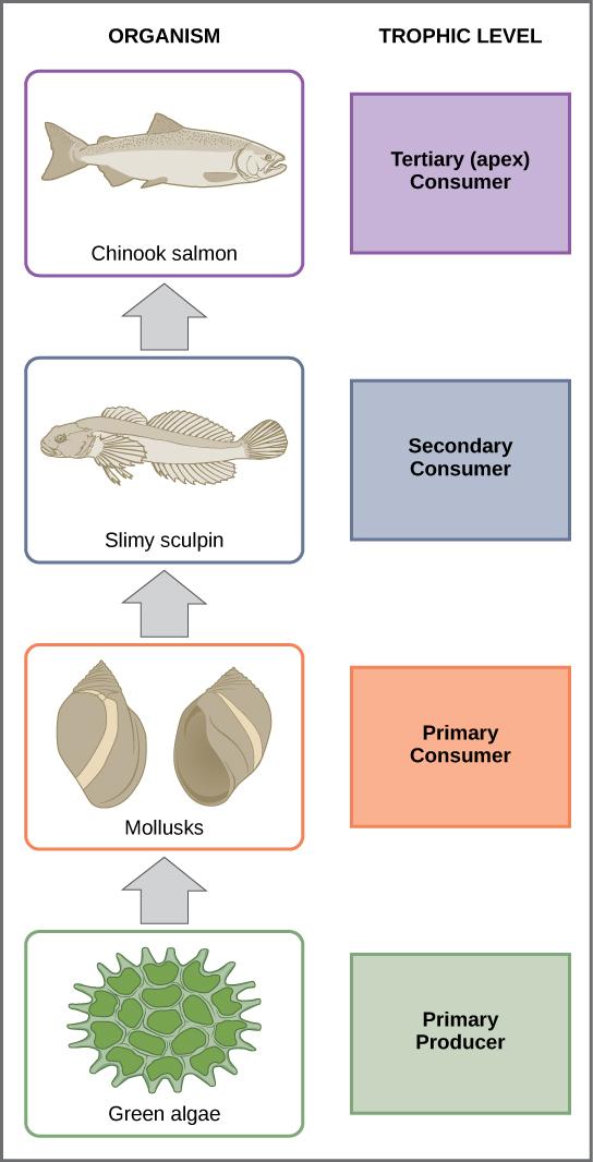 In this illustration the bottom trophic level is the primary producer, which is green algae. The primary consumers are mollusks, or snails. The secondary consumers are small fish called slimy sculpin. The tertiary and apex consumer is Chinook salmon.