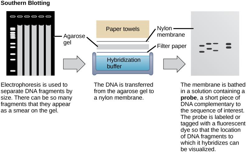 In Southern blotting, DNA is separated on the basis of size by agarose gel electrophoresis. The fragments run through the gel from top to bottom. In the gel shown in this figure, there are so many DNA fragments they appear as a smear in each lane.  The DNA from the gel is transferred to a nylon membrane. To do so, the gel is sandwiched between filter paper and the membrane and placed in hybridization buffer. Paper towels above the gel wick up the moisture and assist in the transfer. The nylon membrane is 