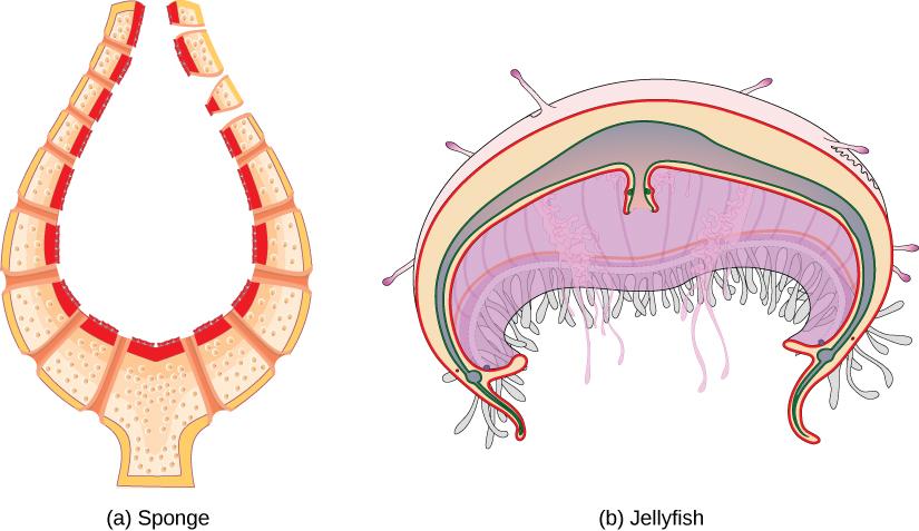 Shown are the cross sections of a sponge and a jellyfish. The sponge is concave up, so it has a vase like appearance with a large space in the between. It is made up of multiple sections, each separated with a small opening between the environment and cavity. The jellyfish is concave down, with an upside bowl appearance. It has multiple layers, with a cavity formed by what looks like the union of a small bowl and a large bowl with an opening into its cavity.