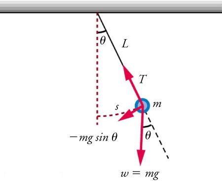 A pendulum is shown with a small-diameter bob and a string that has a very small mass but is strong enough not to stretch. The linear displacement from equilibrium is labeled s , the length of the arc. Also shown are the forces on the bob, which result in a net force of  negative m times g sine angle toward the equilibrium position.