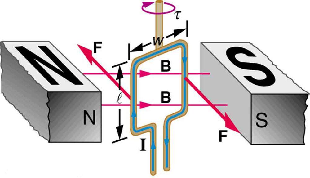 Diagram showing a current-carrying loop of width w and length l between the north and south poles of a magnet. The north pole is to the left and the south pole is to the right of the loop. The magnetic field B runs from the north pole across the loop to the south pole. The loop is shown at an instant, while rotating clockwise. The current runs up the left side of the loop, across the top, and down the right side. There is a force F oriented into the page on the left side of the loop and a force F oriented