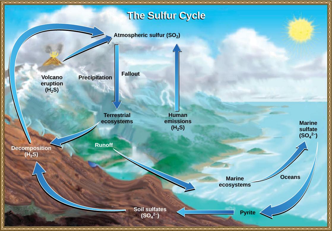 This illustration shows the sulfur cycle. Sulfur enters the atmosphere as sulfur dioxide (SO2) via human emissions, decomposition of H2S, and volcanic eruptions. Precipitation and fallout from the atmosphere return sulfur to the Earth, where it enters terrestrial ecosystems. Sulfur enters the oceans via runoff, where it becomes incorporated in marine ecosystems. Some marine sulfur becomes pyrite, which is trapped in sediment. If upwelling occurs, the pyrite enters the soil and is converted to soil sulfate