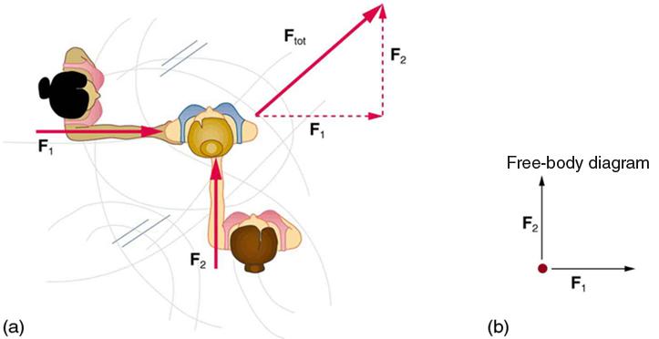 (a) Overhead view of two ice skaters pushing on a third. One skater pushes with a force F two, represented by an arrow pointing up, and a second skater pushes with a force F one, represented by an arrow pointing from left to right. Vector F one and vector F two are along the arms of the two skaters acting on the third skater. A vector diagram is shown in the form of a right triangle in which the base is vector F one pointing east and perpendicular is shown by vector F two pointing north. The resultant vec
