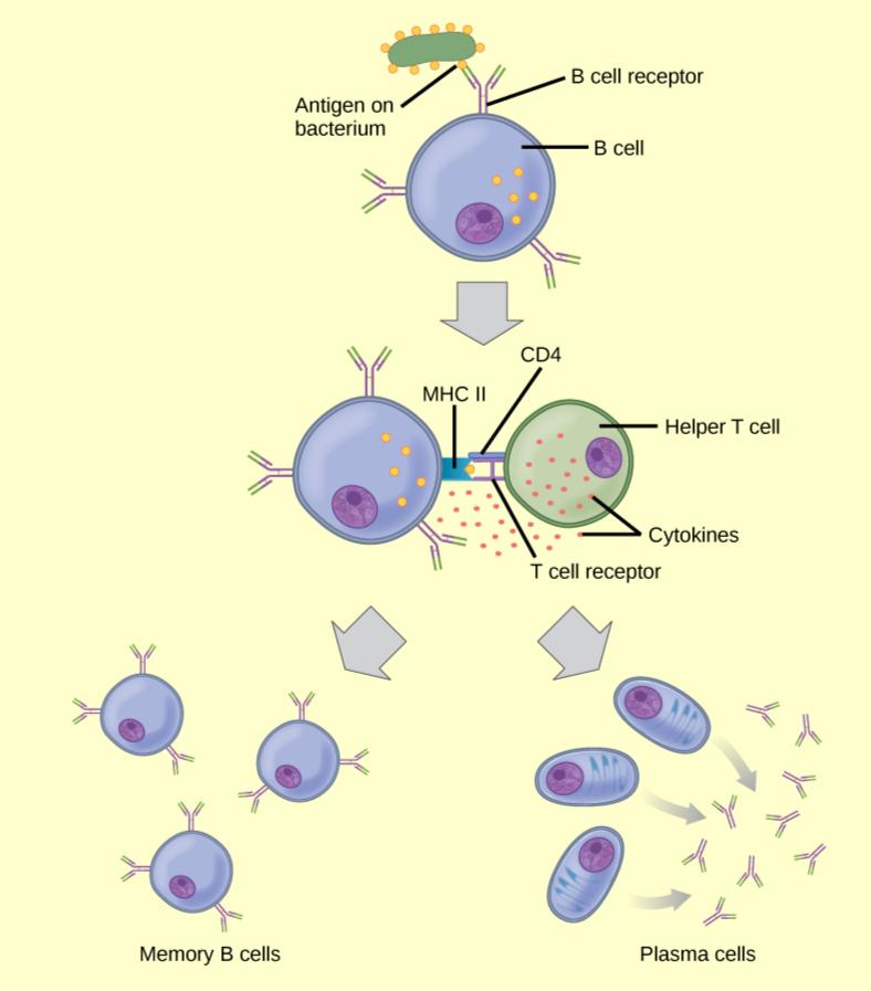 Illustration shows activation of a B cell. An antigen on the surface of a bacterium binds the B cell receptor. The antigen engulfs the antigen, and presents an epitope on its surface in conjunction with a MHC II receptor. A T cell receptor and CD4 molecule on the surface of a helper T cell recognize the epitope–MHC II complex and activate the B cell. The B cell divides and turns into memory B cells and plasma cells. Memory B cells present antigen on their surface. Plasma B cells excrete antigen.