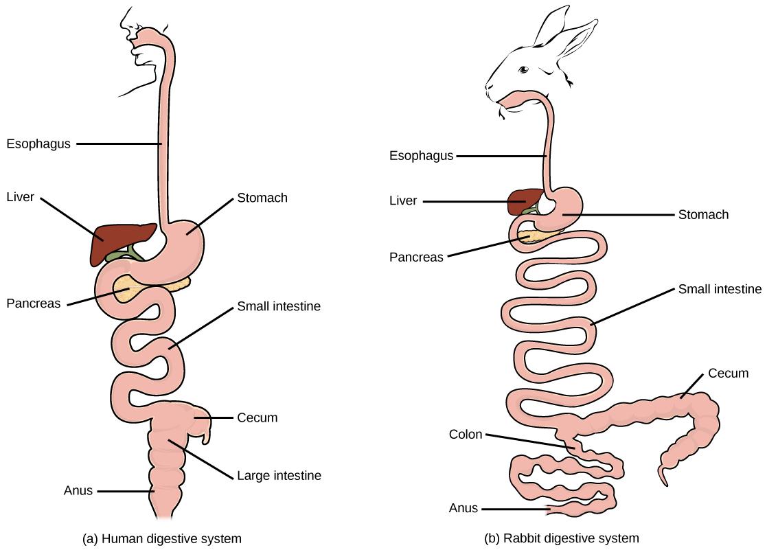 The basic components of the human and rabbit digestive system are the same: each begins at the mouth. Food is swallowed through the esophagus and into the kidney-shaped stomach. The liver is located on top of the stomach, and the pancreas is underneath. Food passes from the stomach to the long, winding small intestine. From there it enters the wide large intestine before passing out the anus. At the junction of the small and large intestine is a pouch called the cecum. The small and large intestines are m