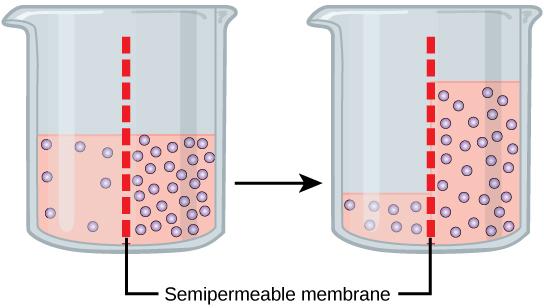 This illustration shows a container whose contents are separated by a semipermeable membrane. Initially, there is a high concentration of solute on the right side of the membrane and a low concentration of the left. Over time, water diffuses across the membrane toward the side of the container that initially had a higher concentration of solute (lower concentration of water). As a result of osmosis, the water level is higher on this side of the membrane, and the solute concentration is the same on both si