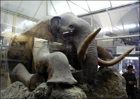 Photo (b) shows a stuffed mammoth sitting in a museum display case.