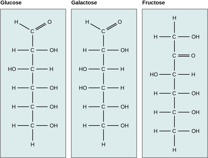 The molecular structures of the linear forms of glucose, galactose, and fructose are shown. Glucose and galactose are both aldoses with a carbonyl group (carbon double-bonded to oxygen) at one end of the molecule. A hydroxyl (OH) group is attached to each of the other residues. In glucose, the hydroxyl group attached to the second carbon is on the left side of the molecular structure and all other hydroxyl groups are on the right. In galactose, the hydroxyl groups attached to the third and fourth carbons 