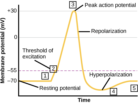 Graph plots membrane potential in millivolts versus time. The membrane remains at the resting potential of -70 millivolts until a nerve impulse occurs in step 1. Some sodium channels open, and the potential begins to rapidly climb past the threshold of excitation of -55 millivolts, at which point all the sodium channels open. At the peak action potential, the potential begins to rapidly drop as potassium channels open and sodium channels close. As a result, the membrane repolarizes past the resting membra