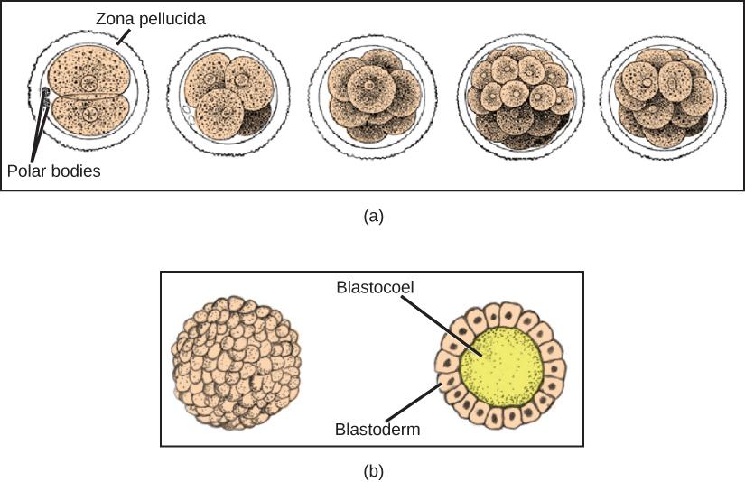 Part A illustration shows a fertilized egg divided into two, four, eight, sixteen and thirty-two cells. Part B shows a hollow ball of cells. The cells on the surface are called the blastoderm, and the hollow center is called the blastocoel.