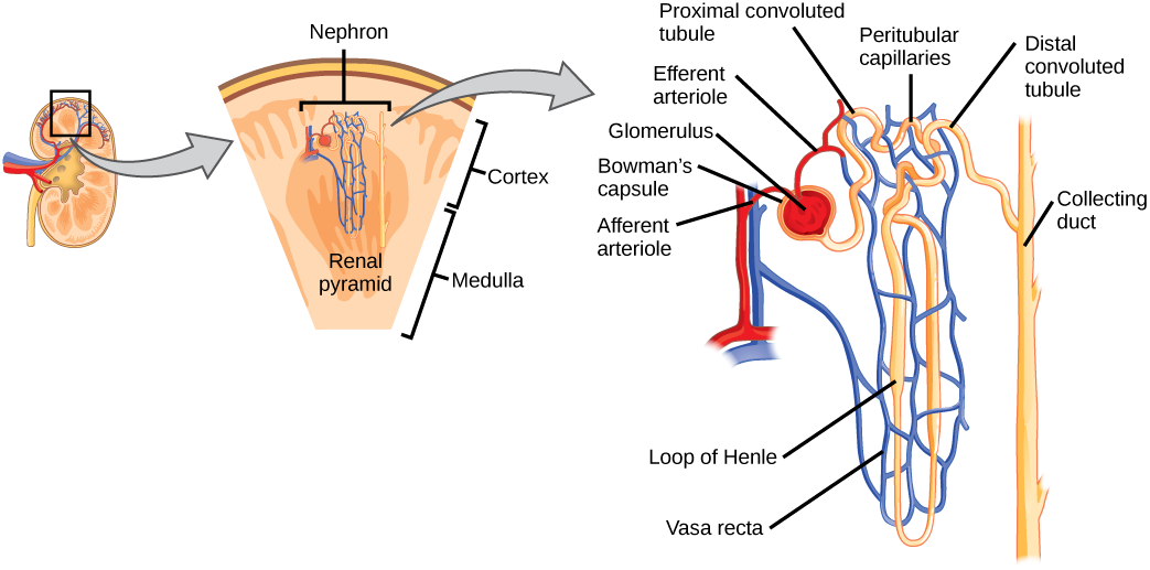 Illustration shows the nephron, a tube-like structure that begins in the kidney cortex. Here, arterioles converge in a bulb-like structure called the glomerulus, which is partly surrounded by a Bowman’s capsule. Afferent arterioles enter the glomerulus, and efferent arterioles leave. The glomerulus empties into the proximal convoluted tubule. A long loop, called the loop of Henle, extends from the proximal convoluted tubule to the inner medulla of the kidney, and then back out to the cortex. There, the 