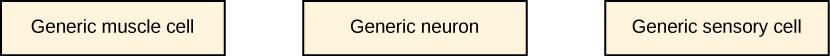 This figure has three boxes. Left box is generic muscle cell. Middle box is generic neuron. Right box is generic sensory cell.