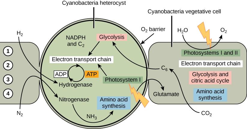 A diagram illustrating nitrogen fixation in heterocysts. Cyanobacteria heterocyst has paired with a vegetative cell. The nitrogenase complex converts the nitrogen in N 2 into ammonia. ATP is synthesized in the heterocysts by photophosphorylation.