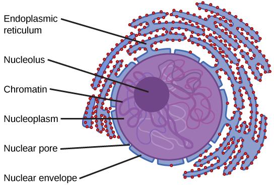The figure shows a circular nucleus. Small blocks around the nucleus are labelled nuclear envelope. The gaps between the blocks are labelled nuclear pore. The purple material inside the nucleus is labelled nucleoplasm. There are string-like formations labelled 'chromatin inside the nucleoplasm. There is a dark small circle inside the nucleus labelled 'nucleolus.' Surrounding the nucleus are connected tube-like structures studded with red circles. These structures are labelled endoplasmic reticulum.