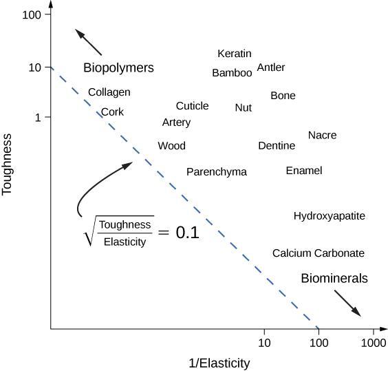 This graph plots the log of toughness on the y-axis versus the log of 1/elasticity on the x-axis. A straight line runs diagonally from 10 on the y-axis to 100 on the x-axis. A label indicates that along this line, the square root of toughness divided by elasticity is equal to point one. A variety of biopolymers and biominerals appear above this line. Biopolymers, including collagen and cork, are in the upper left corner. Biominerals, including hydroxyapatite and calcium carbonate, are in the lower right c