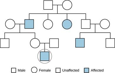 The pedigree depicts four generations of a family in rows, with the first generation at the top and the fourth generation at the bottom. Each individual is identified as being male or female, and affected or unaffected. The first generation includes a male and a female, and both are unaffected. Connecting lines indicate that this first generation has four children, including an unaffected female, an unaffected male, an affected female, and an affected male. Both males in this second generation mate with u