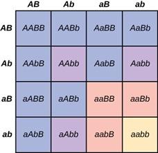 This 16-square grid has the following column and row headers: uppercase A uppercase B, uppercase A lowercase b, lowercase a uppercase B, and lowercase a lowercase b. The first row reads: uppercase A uppercase B, uppercase A uppercase B, uppercase A lowercase b, uppercase A uppercase B. The second row reads uppercase A lowercase b, uppercase A lowercase b, uppercase A lowercase b, uppercase A lowercase b. The third row reads: lowercase a uppercase B, lowercase a uppercase B, lowercase a uppercase B, lowerc