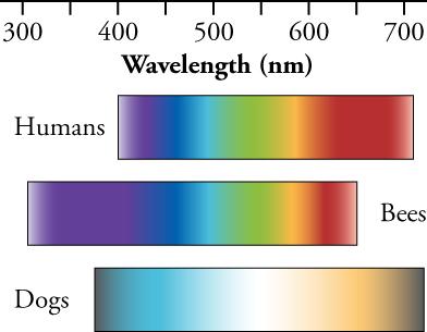 This figure shows three parallel, horizontal bands of colors, labeled 'Humans', 'Bees', and 'Dogs'. Each band starts with the blue color on the left and ends with the red color on the right. Above the bands is a horizontal line calibrated with numbers ranging from 300 on the left to 700 on the right, and the line is labeled as 'Wavelength', followed by the letters n m in parentheses.