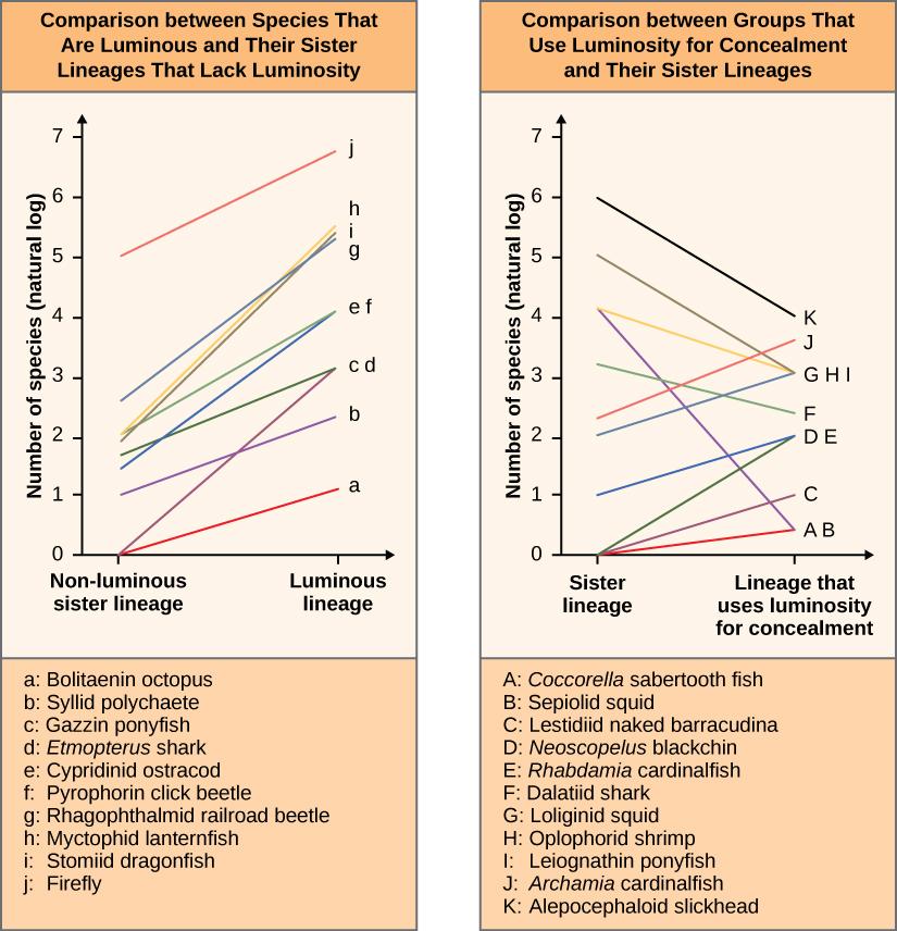 Two graphs are shown. In each graph, the number of luminous species is plotted on the y-axis on a natural log scale. The x-axis shows the number of nonluminous and luminous sister lineages. The graph on the left is a comparison between 10 species that are luminous and their sister lineages that lack luminosity. In each case, the trend is a linear increase from nonluminous to luminous lineages. The graph on the right is a comparison between species that are luminous for purposes of concealment and their si