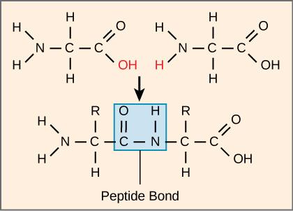 The formation of a peptide bond between two amino acids is shown. When the peptide bond forms, the carbon from the carbonyl group becomes attached to the nitrogen from the amino group. The OH from the carboxyl group and an H from the amino group form a molecule of water.