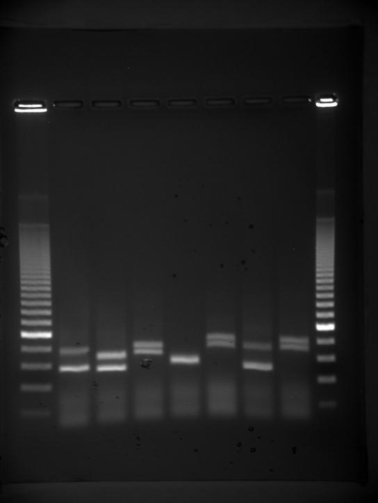 Photo shows an agarose gel illuminated under UV light. The gel is nine lanes across. Each lane was loaded with a sample containing DNA fragments of differing size that have separated as they travel through the gel, from top to bottom. The DNA appears as thin, white bands on a black background. Lanes one and nine contain many bands from a DNA standard. These bands are closely spaced toward the top, and spaced farther apart further down the gel. Lanes two through eight contain one or two bands each. Some of