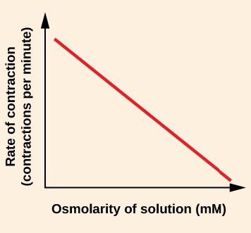 The figure shows a line graph. The x axis is labelled Osmolarity of solution (m M). The y-axis is labelled Rate of contraction (contractions per minute). The graph shows a red, straight diagonal line. The origin of the line is its highest point, which is near the top of the y axis. The line ends at its lowest point, which is just above the x-axis at the right side of the graph.