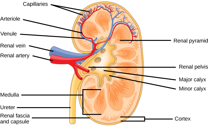 The kidney is shaped like a kidney bean standing on end. Two layers, the outer renal fascia and an inner capsule, cover the outside of the kidney. The inside of the kidney consists of three layers: the outer cortex, the middle medulla and the inner renal pelvis. The renal pelvis is flush with the concave side of the kidney, and empties into the ureter, a tube that runs down outside the concave side of the kidney. Nine renal pyramids are embedded in the medulla, which is the thickest kidney layer. Each ren
