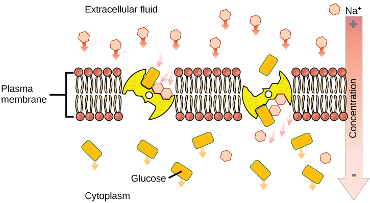 This illustration shows a membrane bilayer with two integral membrane proteins embedded in it. The first, a sodium-potassium pump, uses energy from ATP hydrolysis to pump three sodium ions out of the cell for every two potassium ions it pumps into the cell. The result is a high concentration of sodium outside the cell and a high concentration of potassium inside the cell. There is also a high concentration of amino acids outside the cell, and a low concentration inside. A sodium-amino acid co-transporter 