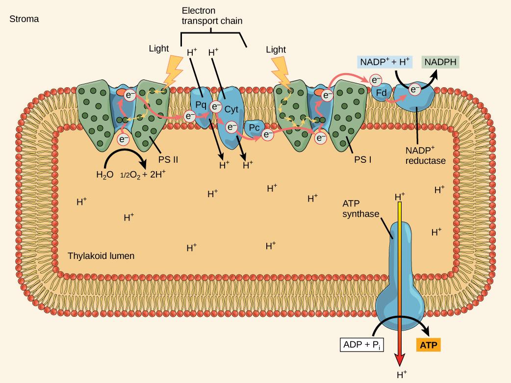 This illustration shows the components involved in the light reactions, which are all embedded in the thylakoid membrane. Photosystem II uses light energy to strip electrons from water, producing half an oxygen molecule and two protons in the process. The excited electron is then passed through the chloroplast electron transport chain to photosystem I. Photosystem I passes the electron to NADP+ reductase, which uses it to convert NADP+ and a proton to NADPH. As the electron transport chain moves electrons