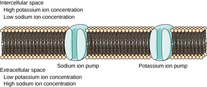 This figure is a diagram of a sodium ion pump and a potassium ion pump. Both pumps are embedded within a cytoplasmic membrane. At the top left-hand side of the image are the words Intercellular space. Underneath this heading, in descending order are the words High potassium ion concentration followed by the words Low sodium ion concentration. At the bottom left-hand side of the image are the words Extracellular space. Underneath this heading, in descending order, are the words High potassium ion concentra