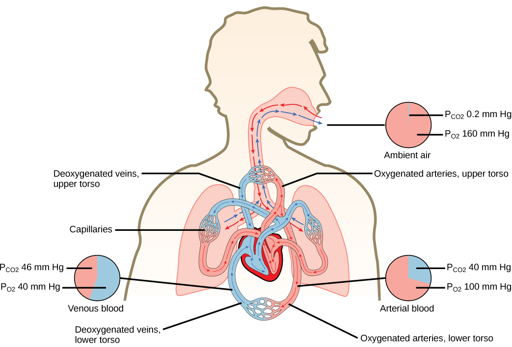 The illustration shows the movement of deoxygenated air into the lungs, and oxygenated air out of the lungs. Also shown is the circulation of blood through the body. Circulation begins when deoxygenated blood in arteries leaves the right side of the heart and enters the lungs. Oxygenated blood exits the lungs, and enters the left side of the heart, which pumps it to the rest of the body via arteries. The partial pressure of oxygen in the atmosphere is 160 millimeters of mercury, and the partial pressure o