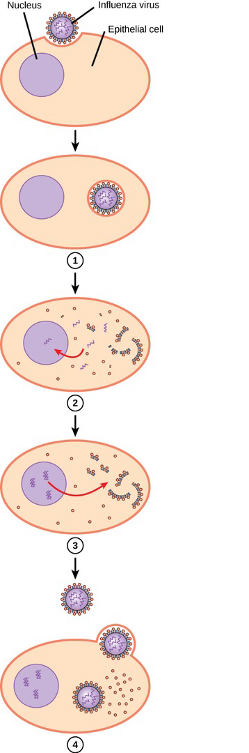 This diagram shows the four steps during which a virus infects a cell, showing the influenza virus attaching to a target epithelial cell. In Step 1, the cell engulfs the virus by endocytosis. In Step 2, the viral contents are released and enter the nucleus where it is replicated by the viral RNA polymerase. In Step 3, viral mRNA is used to make viral proteins. In Step 4, new viral particles are made and released into the extracellular fluid. The cell is still intact and continues to make virus.